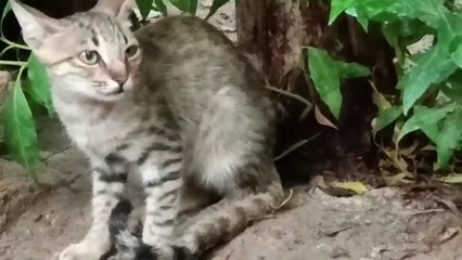 Cat Meowing | Billi Meow | Cat