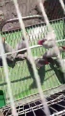 New java pairs 2024_birds _birdsounds _feedshorts _shorts _relaxingmusic(720P_HD)