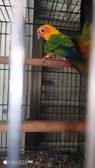 Birds 2024 _pigeon _redsirajipigeon _birds _giribaazkabutar _love _pigeonpigeon _ilovemykabutar(360P)