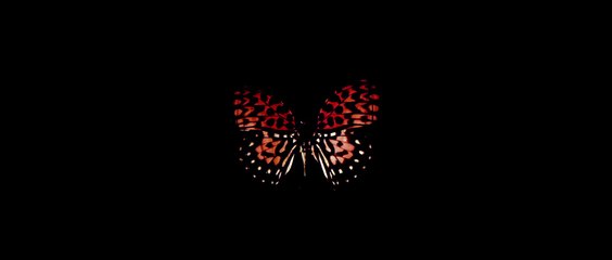 El arte de la luz y la sombra - Tráiler