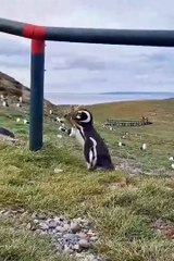 Funny animals😂cute animals❤️ #cutespets #cuteanimls #funnyanimals #shortsvideo
