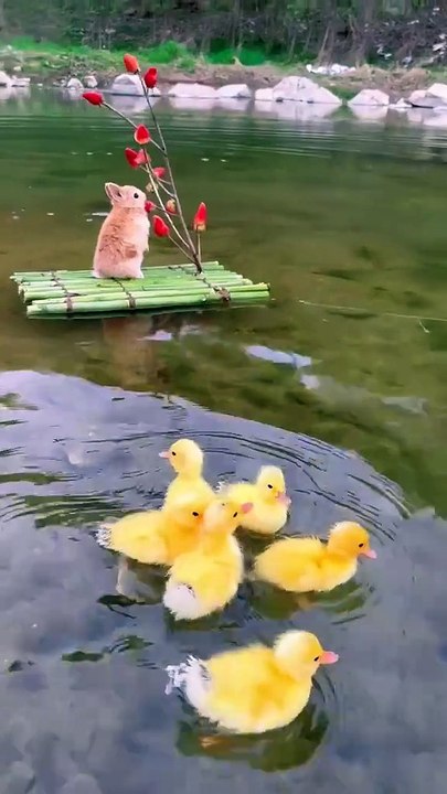 Funny bunnnnny