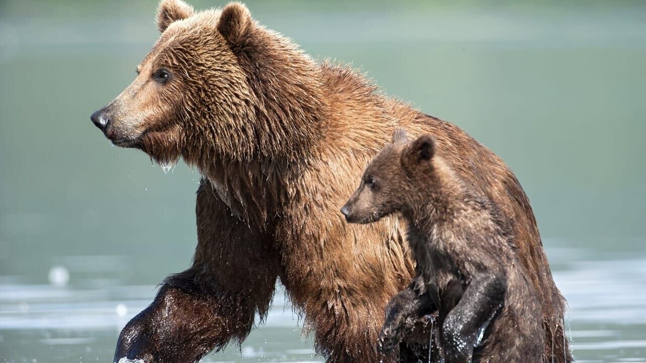 Terre des Ours