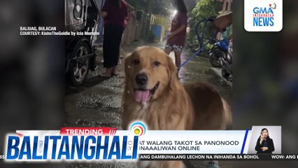 Alagang asong enjoy at walang takot sa panonood ng fireworks display, kinaaaliwan online | Balitanghali