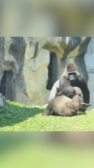 Un gorila adulto detiene una pelea entre dos compañeros en Taiwan