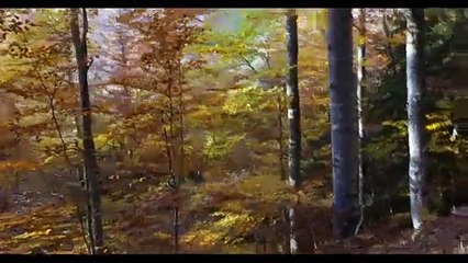 L'Usage du monde, voyage entre nature et culture (2024) - Bande annonce
