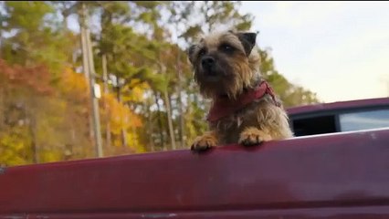 Backstreet Dogs (2023) - Bande annonce