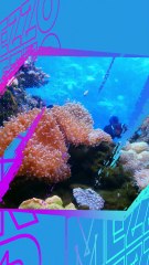 Kolam Diving Terdalam di Dunia Bernama Deep Dive Dubai