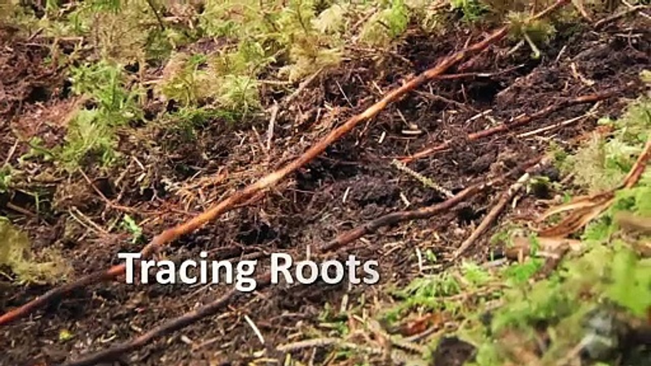 Tracing Roots | movie | 2014 | Official Trailer - video Dailymotion