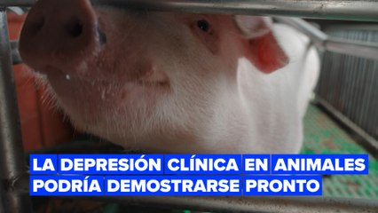 Un nuevo estudio revela que los animales podrían desarrollar depresión clínica, igual que los humanos