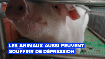 Une nouvelle étude montre comment les animaux pourraient développer une dépression