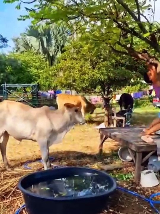 Sapi nakal !!😂