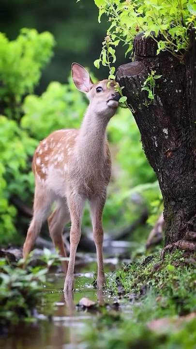 "Adorable Fawn Moments 🦌❤️: Playful Baby Deer Eating Plants | Wild Nature Scenes | Cute Animal Encounters | Heartwarming Wildlife Video | Precious Forest Creatures 🌿💚"