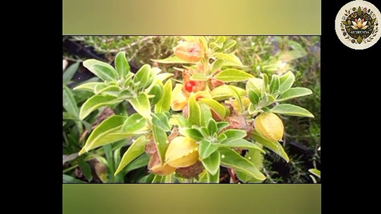 वजन बढ़ाने के लिये आयुर्बेदिक औषधि