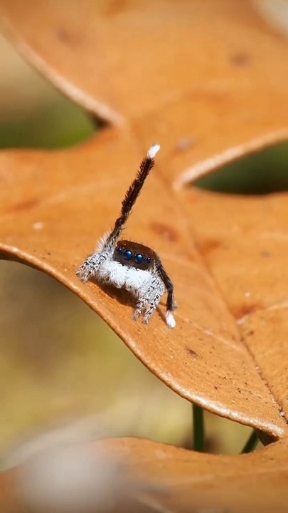 Maratus vespa