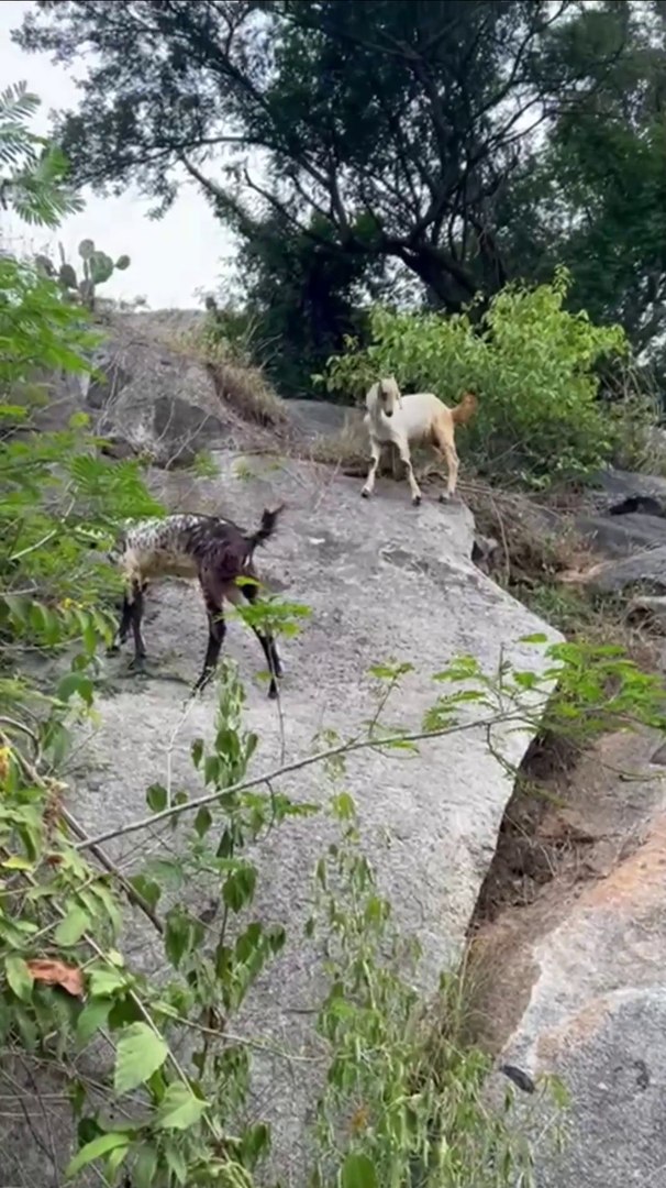 ⁣Goats on a stony trail