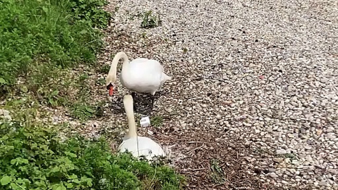 Geese Travelling Together