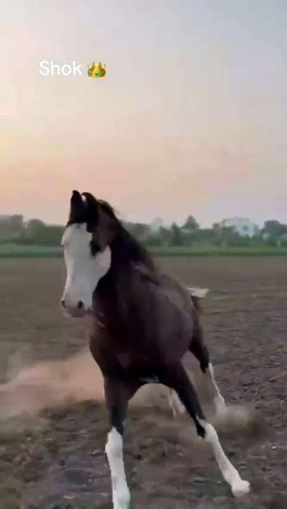 Horse🐎🐎lovers