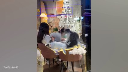 Unexpected Laugh with these Cats 😹 Best Funny Cat Videos 2024🤣