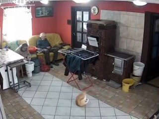 Un chat traumatisé à vie par un poele à bois