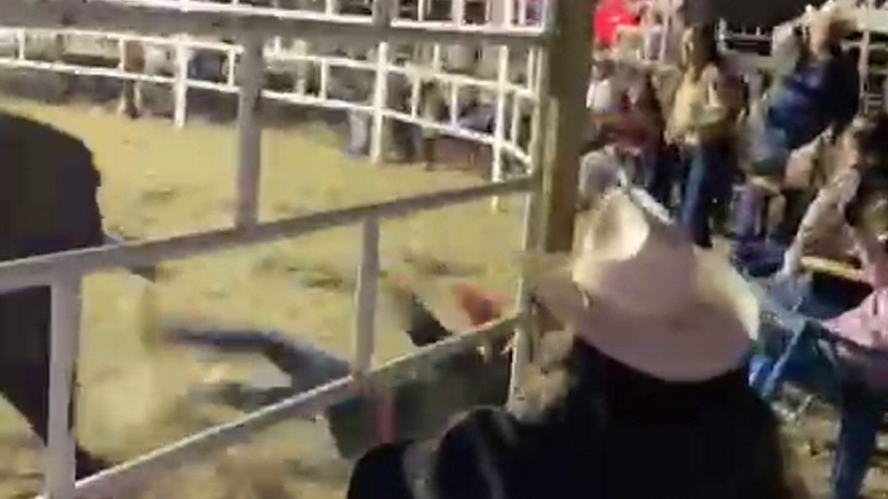 Freiwillige zuschauerin wird bei einer weihnachts-show vom stier gerammt
