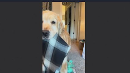 El gesto que hace todas las mañanas esta perra Golden Retriever que derrite el corazón de cualquiera
