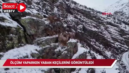 Ölçüm yaparken yaban keçilerini görüntüledi