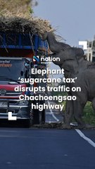 Elephant ‘sugarcane tax’ disrupts traffic on Chachoengsao highway