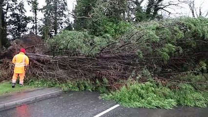 Fallen trees cause chaos in New Year storms