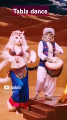 __Cat Tabla Dance__ #cat #lover #funny #shorts @Star_14672