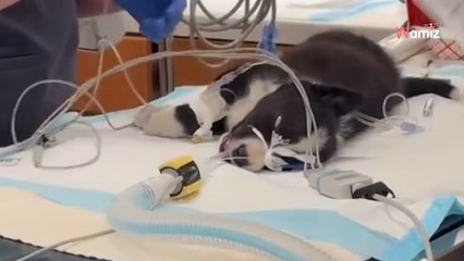 Puppy to be put down: what happens next touches millions of hearts