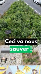 Les micro-forêts, véritables trésors cachés des villes !