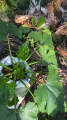 প্রথম বারের মত বস্তায় জুকিনি চাষ #zucchini #courgette