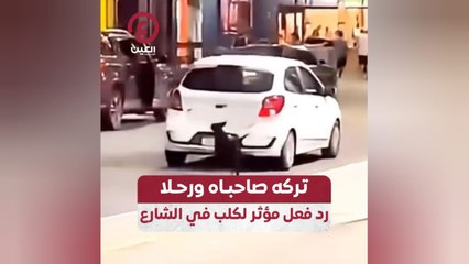 تركه صاحباه ورحلا.. رد فعل مؤثر لكلب في الشارع