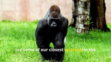 Incredible Gorilla Facts, Meet Nature’s Smartest Giants!