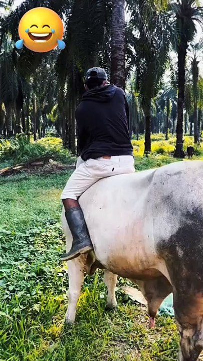Entertainment video