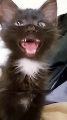 CUTE CATS AND KITTEN VEDIOS