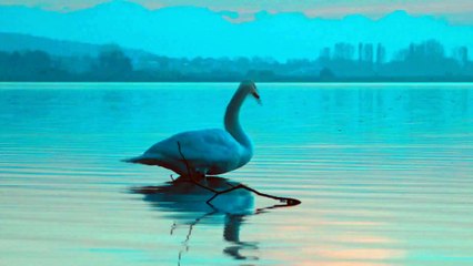 Calm Lake | Aesthetic Lofi Vibes