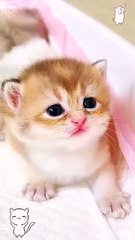 CUTE CATS AND KITTEN VEDIOS