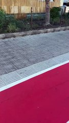 Una rata pasea por la Avenida Marítima