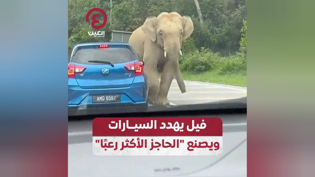 فيل يهدد السيارات ويصنع "الحاجز الأكثر رعبًا"