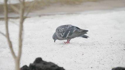 Met Office issues yellow warning as snow set for London