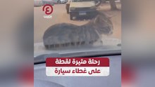 رحلة مثيرة لقطة على غطاء سيارة