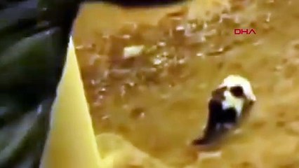 Batman'da sokak kedisini parke taşıyla yaralayan şahıs hakkında tutanak hazırlandı