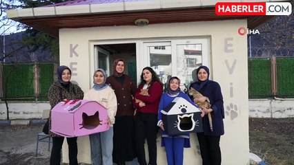 Gümüşhane'deki Öğrenci Yurdu Kedilere Yuva Oldu