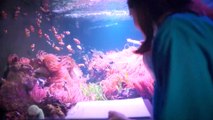 UK Aquariums Undertake Annual ‘Count and Clean’ of Their Sea Life Habitats