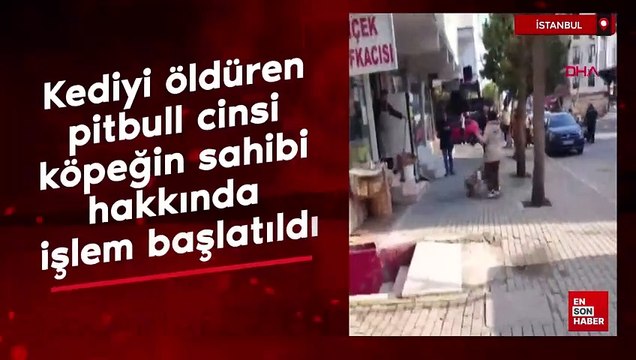 İstanbul'da kediyi öldüren pitbull cinsi köpeğin sahibi hakkında işlem başlatıldı