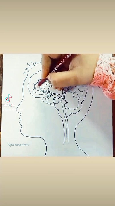 How to draw human brain  easy step by step