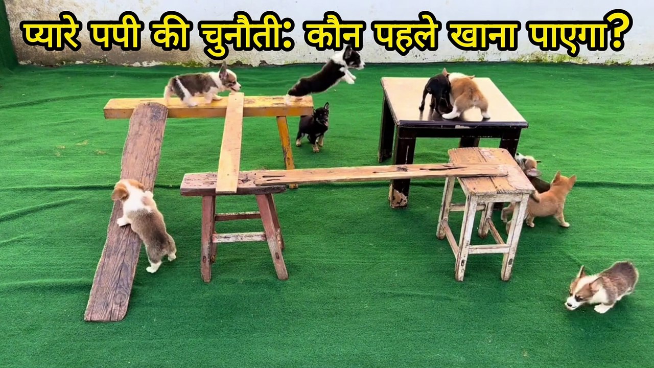 Puppy challenge for food