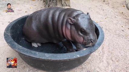 🔥 หมูเด้ง Moo Deng อะคูสติก | เพลงชิล ฟังเพลิน ติดหูทุกวัน 🎶